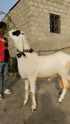 Gulabi