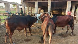 Qurbani Janwar For Sale