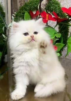 Cat | cat baby | Persian | Blue eyes | ωatsap ʘƷƷƷᴥ୨51୨ᴥʘƷ8 Kro