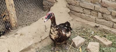 Duck Muscovy Duck