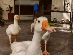 Long Neck Duck Chicks