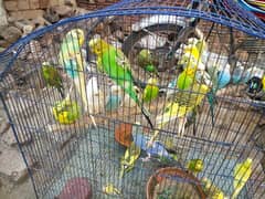 Australia and love bird
