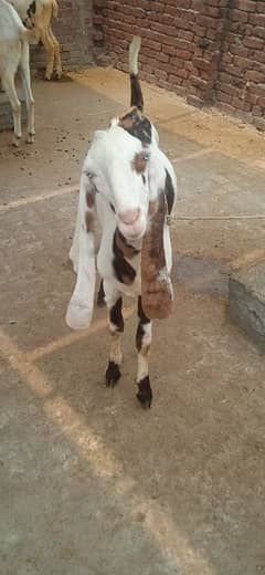 Qurbani Waly Bakry