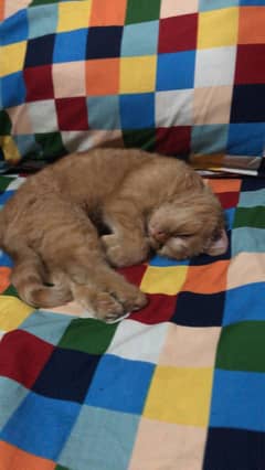 Persian cat