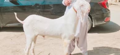 Rajanpuri Bakra hai. Call, +03278290878