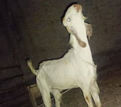 Qurbani