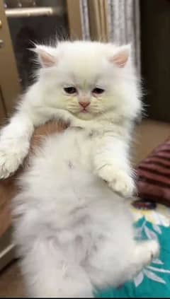 Cat | cat baby | Persian | Blue eyes | ωatsap ʘƷƷƷᴥ୨51୨ʘƷ8 Kro