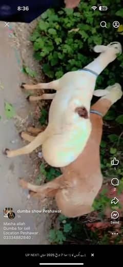 for