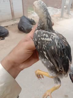mianwali saeel 4 chozay