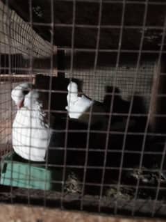 sentient pigeon one pair for sale and one pair of sherazi