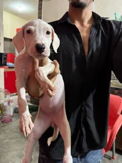 kuhati Gultair fimale Dog For Sale