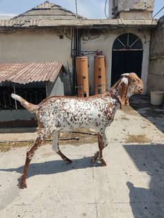 Pure Makhi Cheena Goats for Qurbani