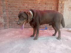 American labrador male available for sale