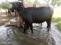 Dondi Katti for Qurbani