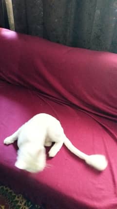 a whote double coat beautiful cat is available for sell