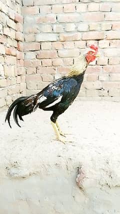 murga