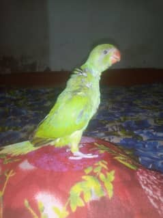 male