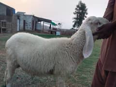 3 Healthy and active dumbey for Eid 2025