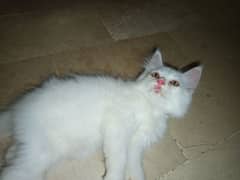 Persian