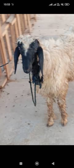 Dumba for Sale in Gulshan e Maymar