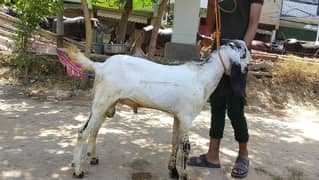 Bakra