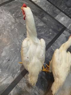 paper white o Shamo 100% original Germany import Huge size breeder