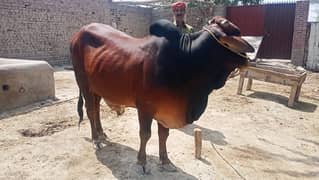 Sahiwal Bull | 2.5 Saal Ka Donda | Qurbani Ke Liye Behtareen Choice