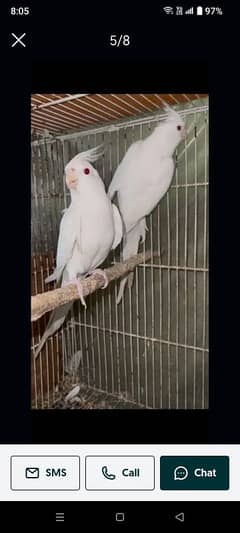 Parrots
