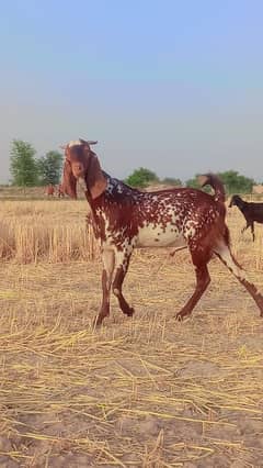 bakra black red 03005598542