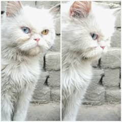 Persian