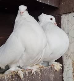American lucky | Gubara | Fancy pigeon | Kabootar | کبوتر
