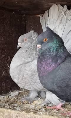 American lucky | Gubara | Fancy pigeon | Kabootar | کبوتر