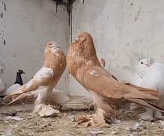 American lucky | Gubara | Fancy pigeon | Kabootar | کبوتر