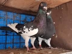 American lucky | Gubara | Fancy pigeon | Kabootar | کبوتر