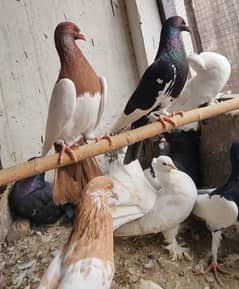 American lucky | Gubara | Fancy pigeon | Kabootar | کبوتر