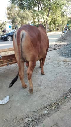 Bull | Bchra | Wehra | qurbani Bull | Bull / desi wchra for sale