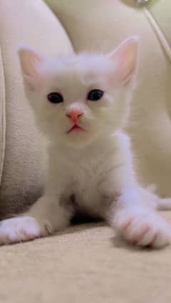 Persian blue eyez kitten for sale