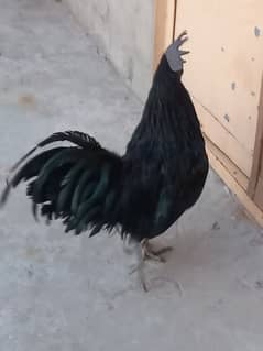 Ayam Cemani Male for Sale or Exchange with Female