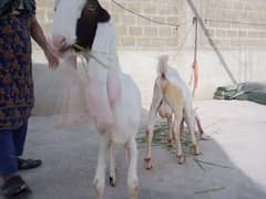 Bakra