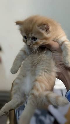 Parsian cat femail baby