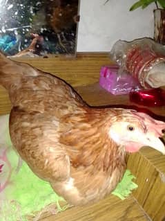 Golden misri hen egg laying hen