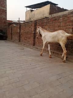 Bakra/dunba/chatra