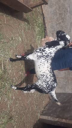 qurbani k bakry