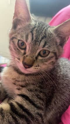kitten