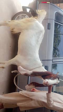 Qurabani k liye bakri goat