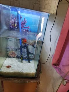 fish