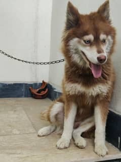 Siberian