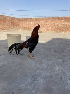 Old blad line breeder male hi quality long tale