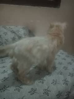 persian cat for sale