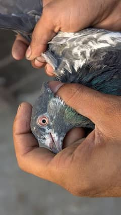 dubwala